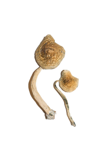 Cuban Magic Mushrooms1