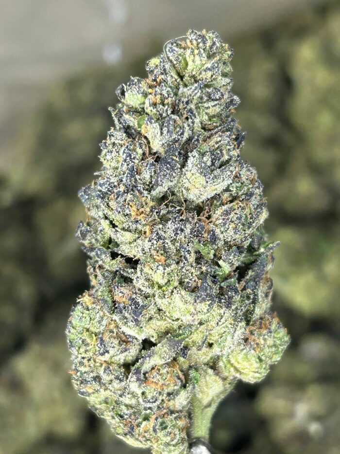 Medusa Strain 1